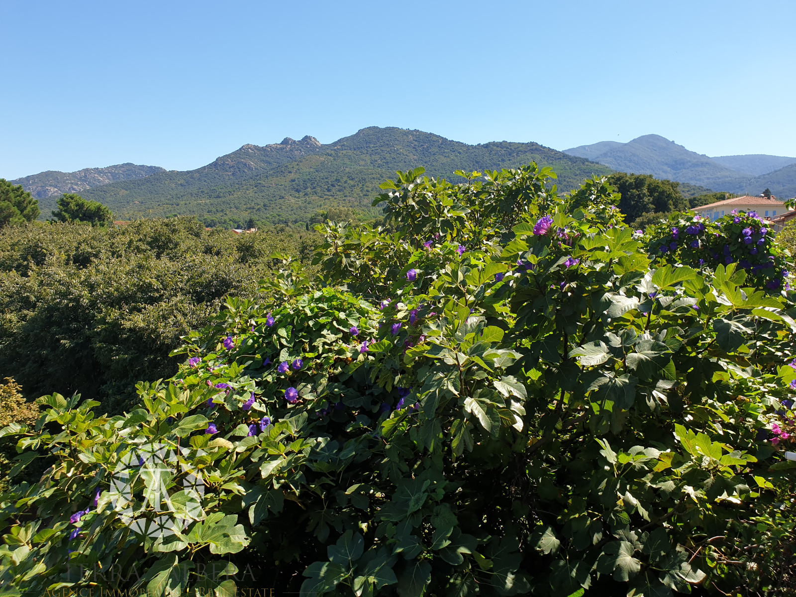 Image_12, Duplex, Sorède, ref :D1935