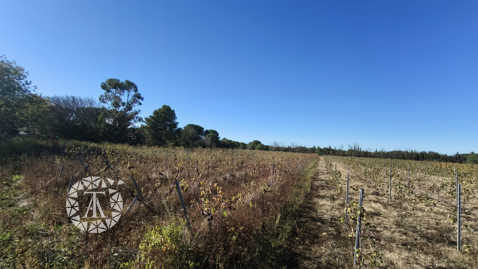 Agence immobilière de TERRA ALBERA